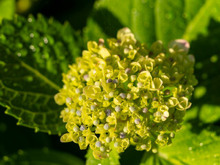 朝日に照らされた紫陽花