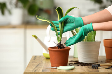 Female hands transplanting potted sansevieria plant on table in room. Closeup