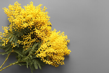 Beautiful yellow mimosa flowers on grey background