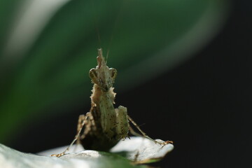 Unicorn Mantis (Ceratomantis saussurii) is a species of praying mantis native to Myanmar, Thailand,...