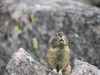 ガレ場に住んでいるエゾナキウサギ