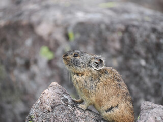 ガレ場に住んでいるエゾナキウサギ