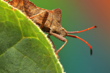 the insect Coreus marginatus on a rhubarb leaf