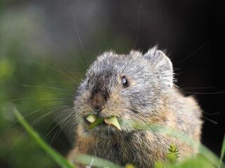 ガレ場に住んでいるエゾナキウサギ