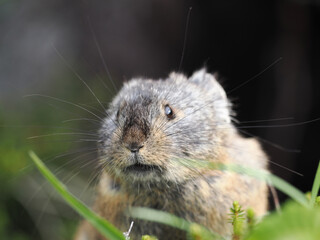 ガレ場に住んでいるエゾナキウサギ