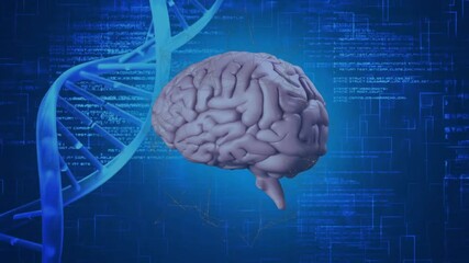 Upon startup, 3D brain model rotating slowly to visualize data analysis with DNA helix and code - Powered by Adobe