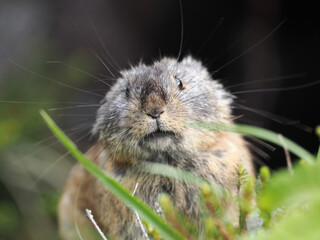 ガレ場に住んでいるエゾナキウサギ