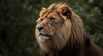 Fototapeta premium Majestic Lion Portrait