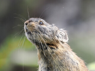 ガレ場に住んでいるエゾナキウサギ