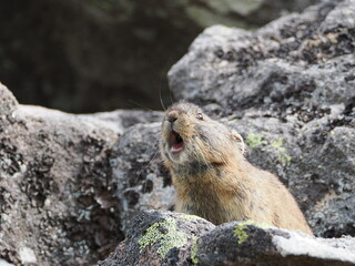 ガレ場に住んでいるエゾナキウサギ