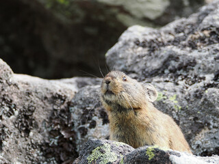 ガレ場に住んでいるエゾナキウサギ