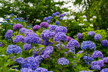 響山公園のアジサイ