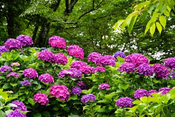 Obraz premium 響山公園のアジサイ