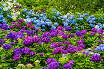 響山公園のアジサイ