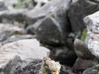 ガレ場に住んでいるエゾナキウサギ