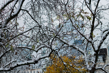 Snowy branches in front of London Skyscraper