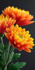 Vibrant Orange Chrysanthemum Flowers  Close up  Nature Photography