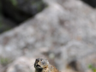 ガレ場に住んでいるエゾナキウサギ