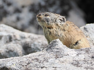 ガレ場に住んでいるエゾナキウサギ