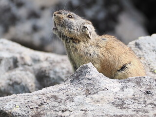 ガレ場に住んでいるエゾナキウサギ