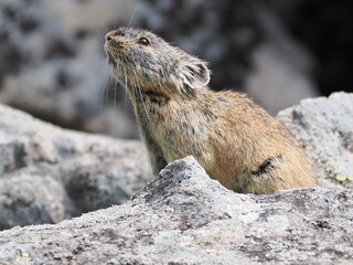 ガレ場に住んでいるエゾナキウサギ