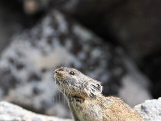 ガレ場に住んでいるエゾナキウサギ