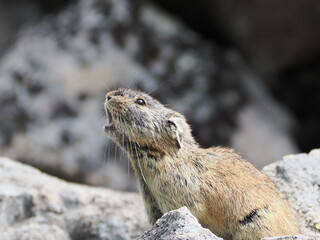 ガレ場に住んでいるエゾナキウサギ