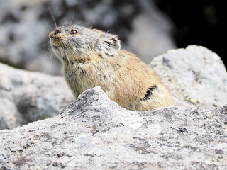 ガレ場に住んでいるエゾナキウサギ
