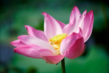 Delicate Pink Lotus Flower in Full Bloom Against Green Background