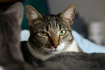 Beautiful Cat patiently posing for photo