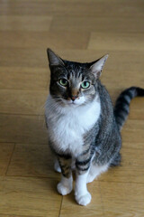 Beautiful Cat patiently posing for photo