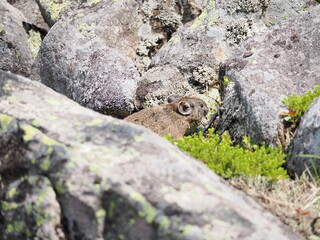 ガレ場に住んでいるエゾナキウサギ