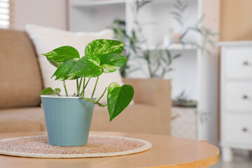 Green plant on table in living room, closeup