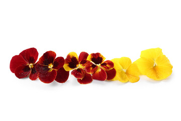 Different beautiful edible flowers on white background