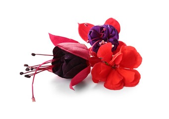 Beautiful edible flowers on white background