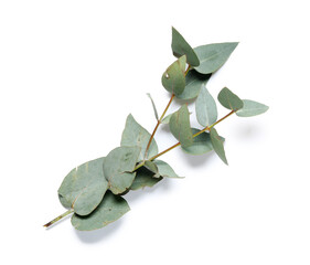 Green eucalyptus branch on white background