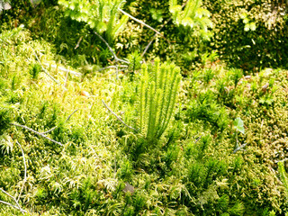 苔とシダ植物の新緑