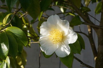 Camellia Japonica Kamo – Honnami flower in the morning sun close up.