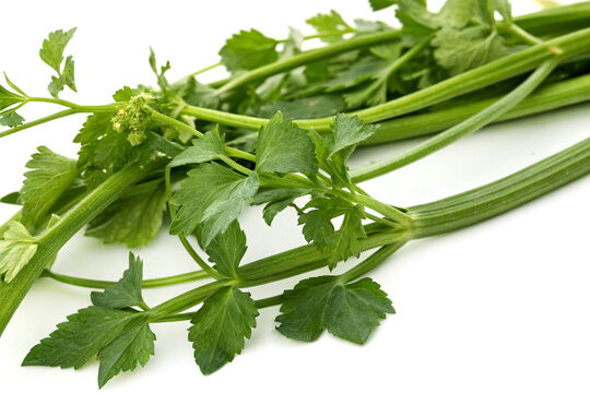 Cissus quadrangularis herb with healing properties on white background