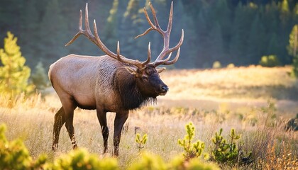 Fototapeta premium bull elk cervus canadensis