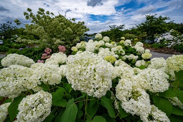 八面山のアナベル