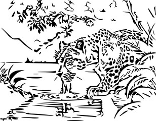 tiger on a white background