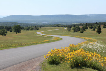serene summer landscape featuring endless sunny fields along winding roads of nova scotia