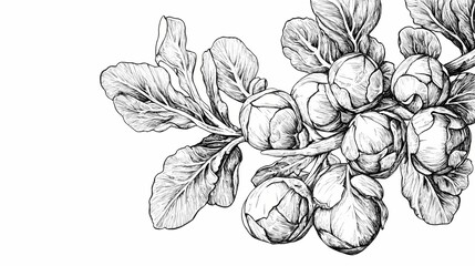 Detailed illustration of a branch with brussels sprouts and leaves.