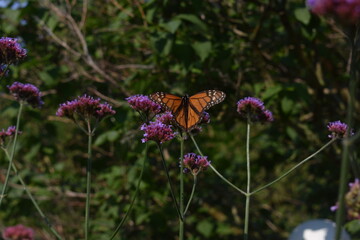 butterfly on a flower