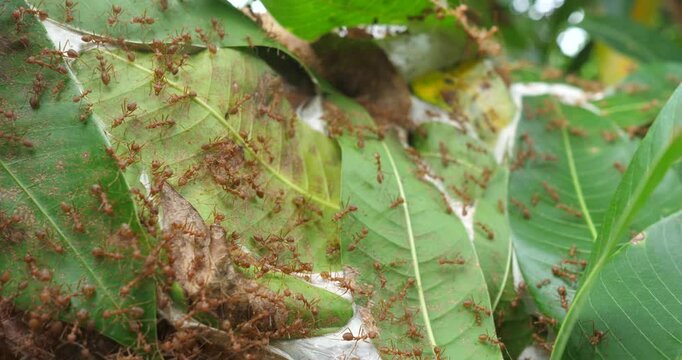 Close-up of Nest of Oecophylla smaragdina, Mango with ants