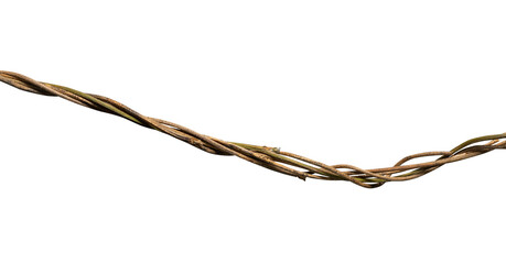 wild dry liana isolated