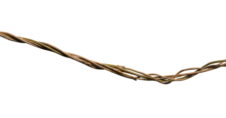 wild dry liana isolated