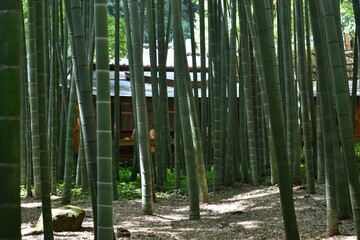 bamboo forest in Japan