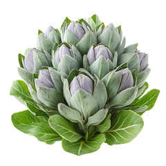 Fototapeta premium Isolated transparent Fresh green artichoke with leafy greens, perfect for healthy meal preparation. PNG die-cut element for advertising
